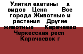 Улитки ахатины  2-х видов › Цена ­ 0 - Все города Животные и растения » Другие животные   . Карачаево-Черкесская респ.,Карачаевск г.